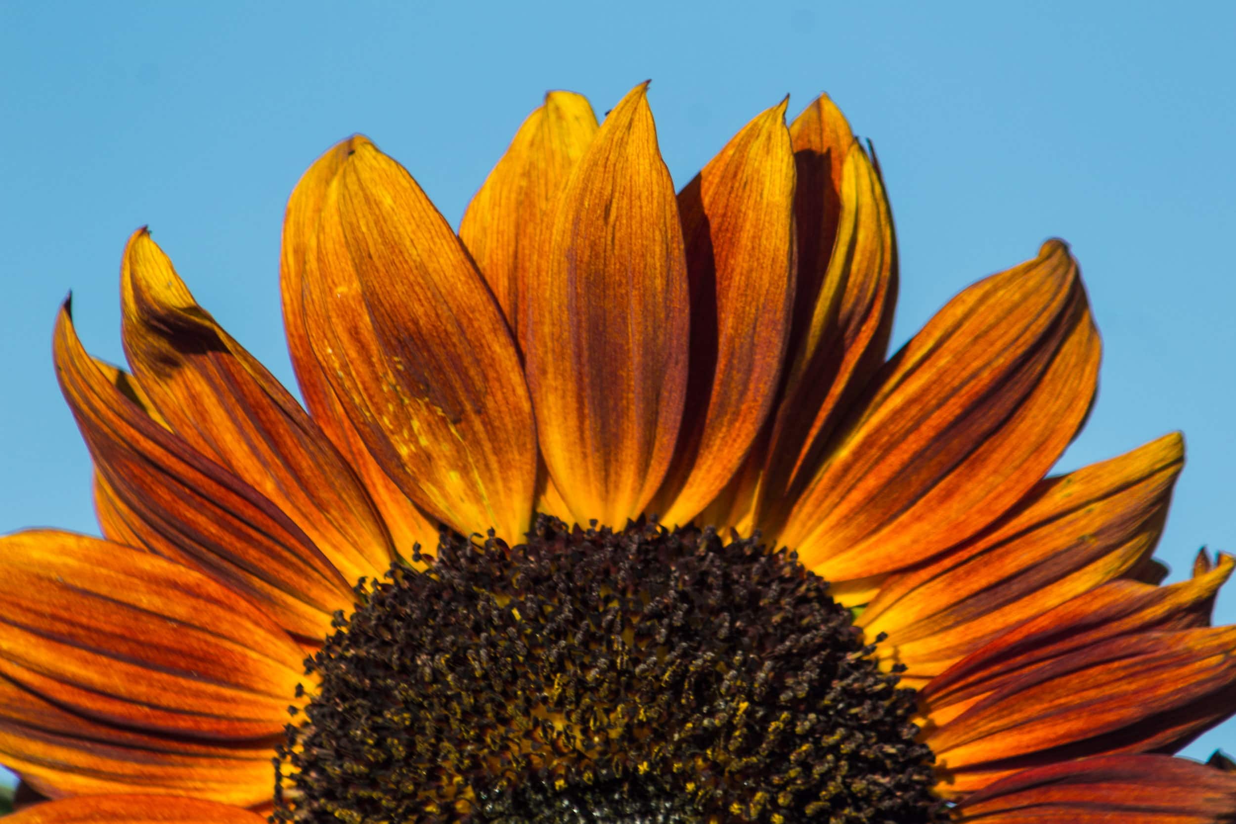 sunflowerW-min-min