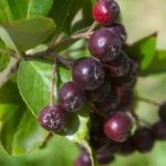 Aronia