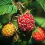 Pathfinder Raspberry