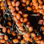 SeaBuckthorn