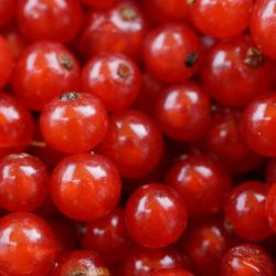 alpine currant thumbnail alpine currant thumbnail