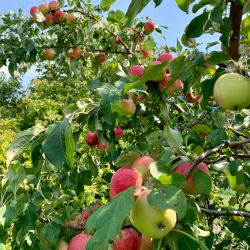 apples thumbnail