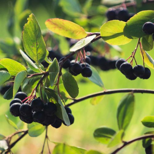 aronia thum aronia thum