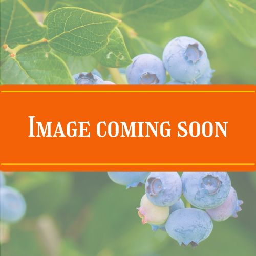 bb coming soon bb coming soon