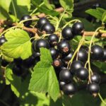 black currant gen