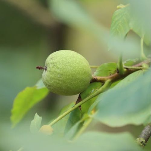black walnut