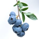 blueberry thumbnail