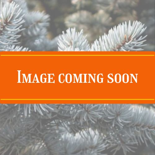conifers coming soon