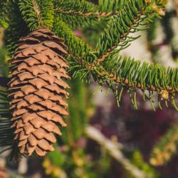 conifers