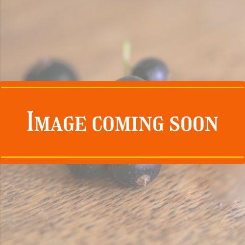 currant coming soon currant coming soon