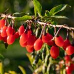 goji b gen