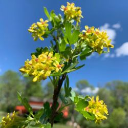 golden currant golden currant