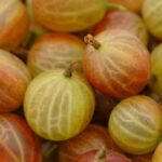 gooseberry gen