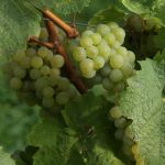 grapes thumbnail
