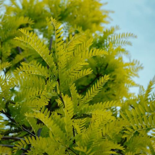 honey locust honey locust