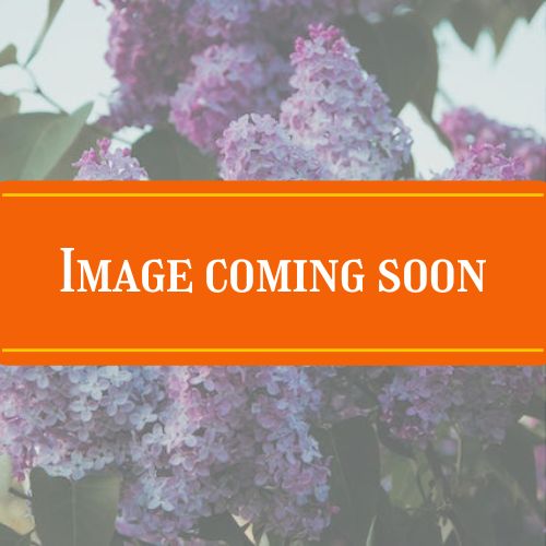 ornamental coming soon