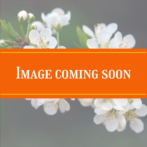 plum coming soon