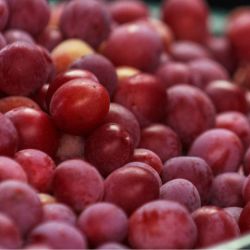 plum