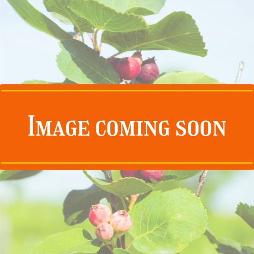 sask coming soon sask coming soon