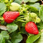 strawbe gen