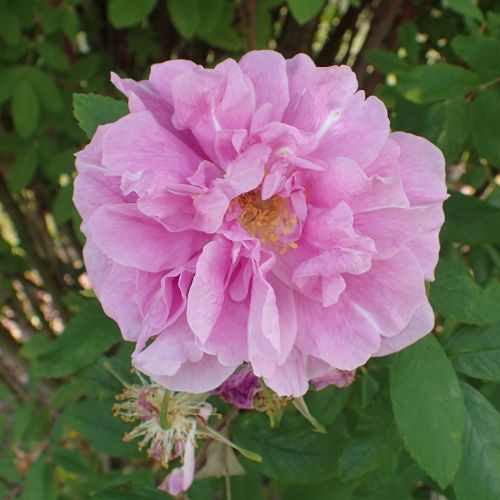 therese bugnet rose