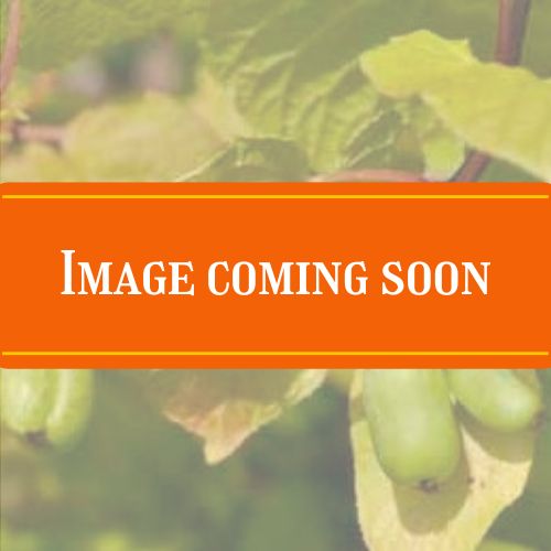 kiwi coming soon kiwi coming soon