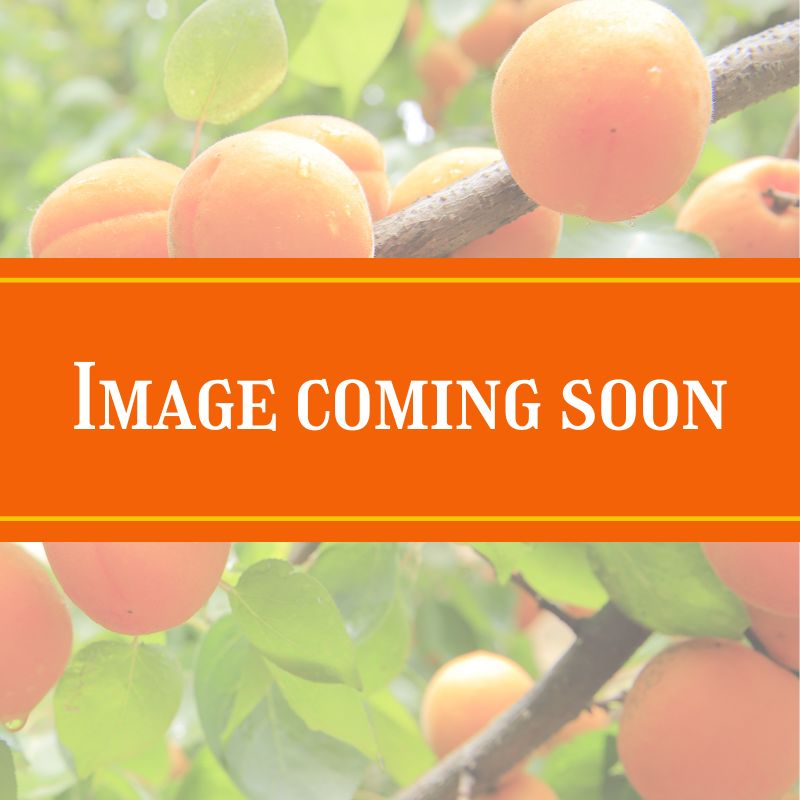 apricot coming soon