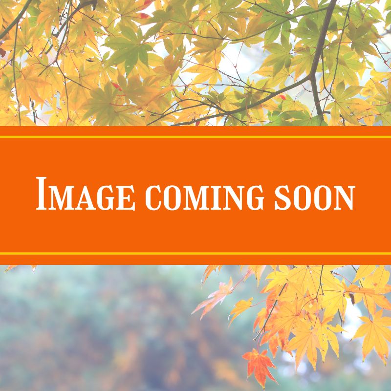 maple coming soon