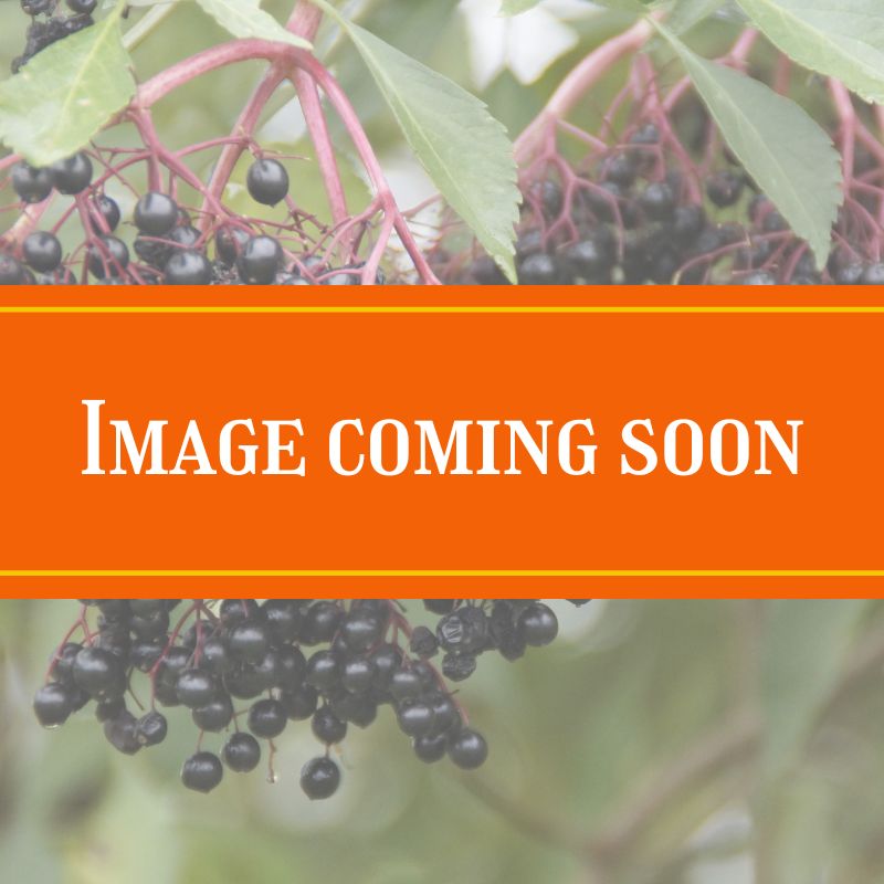 elderberry
